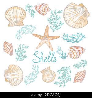 Illustrations vectorielles dessinées à la main - collection de coquillages. Kit marin. Banque D'Images