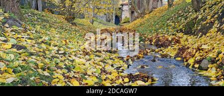 Panorama horizontal d'un millier de feuilles d'érable dorées et ruisseau Banque D'Images