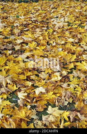 Panorama vertical d'un millier de feuilles d'érable doré Banque D'Images