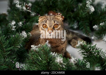 chat allongé à côté de branches de sapin - le concept d'une maison confortable pour Noël. Banque D'Images