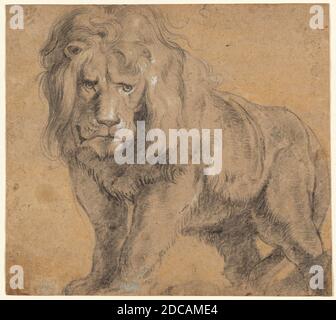 Sir Peter Paul Rubens, (artiste), Flamand, 1577 - 1640, Lion, ch. 1612-1613, craie noire, renforcée de craie blanche et jaune à l'arrière-plan, hors tout : 25.2 x 28.3 cm (9 15/16 x 11 1/8 po Banque D'Images