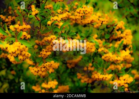 Fruits jaunes de la buisson de firethorn (lat. Pyracantha) Banque D'Images