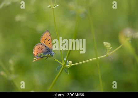 Gros papillon en cuivre, papillon orange et bleu gros plan, sur une plante verte, fond vert, Banque D'Images