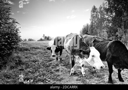 Vaches sortant du pâturage en noir et blanc. Banque D'Images