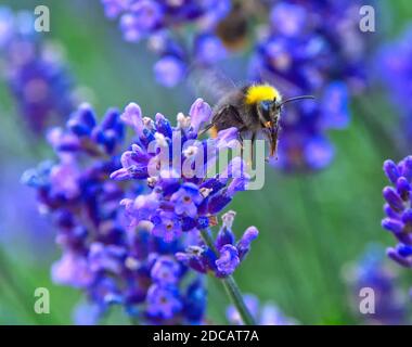 Gros plan sur les bourdons collectant le nectar pour le miel des fleurs de lavande. Banque D'Images