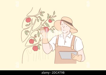 Concept de pommes de récolte de jardinier. Agriculteur mâle vérifiant les fruits mûrs rouges, ouvrier de verger, agronome analysant la qualité des produits biologiques, agricole i Illustration de Vecteur
