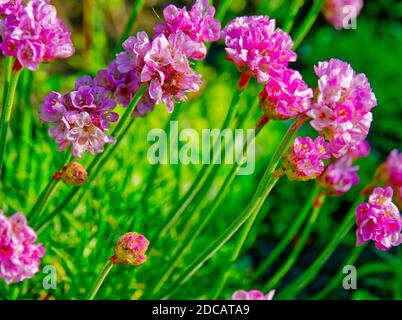 Fleurs roses d'armeria maritima en gros plan avec des verts. Banque D'Images