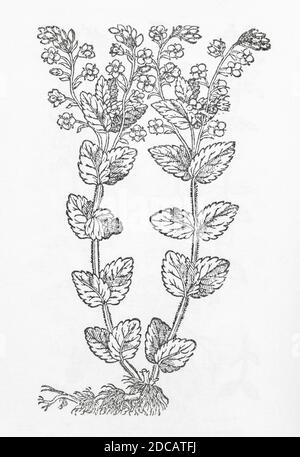 Germander Speedwell / Veronica chamaedrys coupe de bois de Gerarde Herball, Histoire des plantes. Fait référence à « Wilde Germander » / Chamadrys sylvestris. P530 Banque D'Images