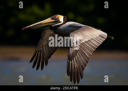 Pélican brun Pelecanus occidentalis,, à la sortie de Rio Grande, la côte Pacifique, province de Cocle, République du Panama. Banque D'Images