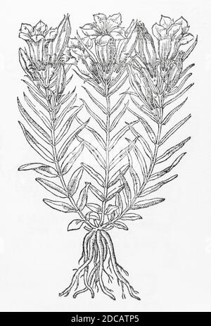 Marsh Gentian / Gentiana pneumonanthe boisée de Gerarde Herball, Histoire des plantes. Il le désigne sous le nom de 'violet de Calathian' / Pneumonanthe. P355 Banque D'Images