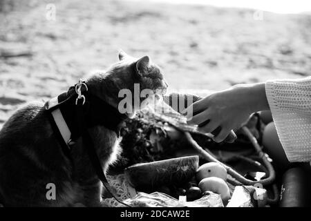 Cette photo montre un chat écossais gris droit avec une laisse sur la plage par une journée ensoleillée Banque D'Images