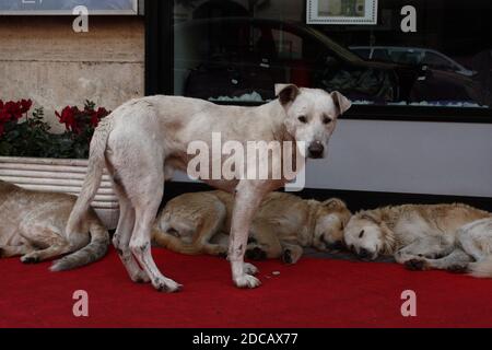 chiens errants dans la rue en face de la boutique fenêtres Banque D'Images