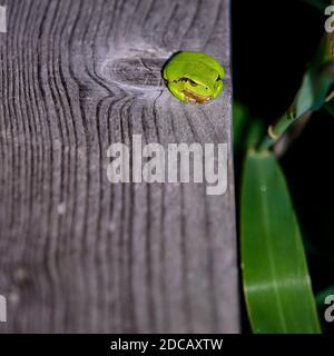 Grenouille à arbre commun (Hyla arborea) en autriche Banque D'Images