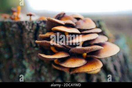 Le champignon huître (latin: Pleurotus ostreatus) est un champignon comestible commun. Aujourd'hui, il se développe dans le monde entier. Mushroomgroup sur un arrière-plan flou. Banque D'Images