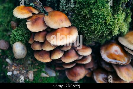 Le champignon huître (latin: Pleurotus ostreatus) est un champignon comestible commun. Aujourd'hui, il se développe dans le monde entier. Mushroomgroup sur un arrière-plan flou. Banque D'Images