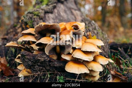 Le champignon huître (latin: Pleurotus ostreatus) est un champignon comestible commun. Aujourd'hui, il se développe dans le monde entier. Mushroomgroup sur un arrière-plan flou. Banque D'Images