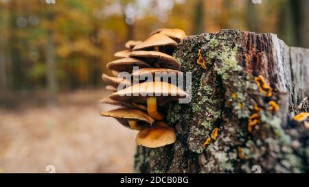 Le champignon huître (latin: Pleurotus ostreatus) est un champignon comestible commun. Aujourd'hui, il se développe dans le monde entier. Mushroomgroup sur un arrière-plan flou. Banque D'Images