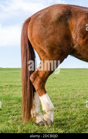 Queue arrière avec pattes arrière et sabots d'une anatomie de cheval domestique (Equus ferus cabalus), Allemagne, Europe occidentale Banque D'Images