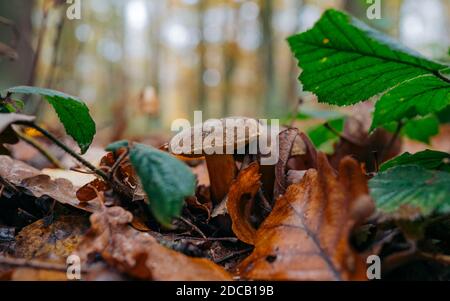Beau champignon sur mousse en forêt en saison de champignons blanc (Boletus edulis, Roi bolete). Feuille de peuplier jaune le jour de l'automne. Nature sauvage Banque D'Images