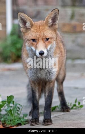 Un renard urbain de Londres traverse les rues de North Camden, Londres, le 2020 novembre Banque D'Images