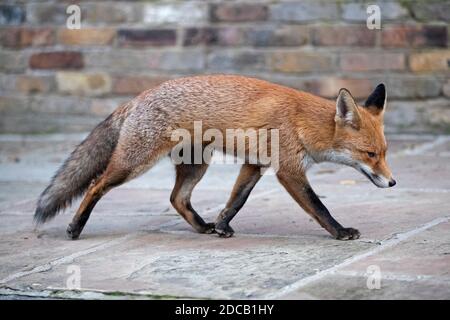 Un renard urbain de Londres traverse les rues de North Camden, Londres, le 2020 novembre Banque D'Images
