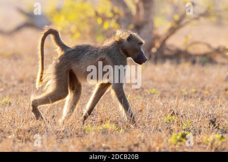 Babouin de Chacma, babouin d'anuus, babouin d'olive (Papio ursinus, Papio cynocephalus ursinus), vue latérale d'un homme adulte marchant sur le sol, au sud Banque D'Images