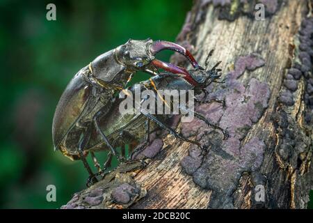 Dendroctone du cerf, dendroctone du cerf européen (Lucanus cervus), accouplement, Allemagne, Bade-Wurtemberg Banque D'Images