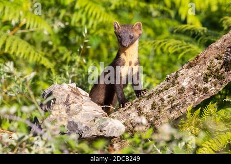 Martre d'Europe (Martes martes), vue de face d'un homme adulte debout sur un vieux tronc, Italie, Campanie Banque D'Images