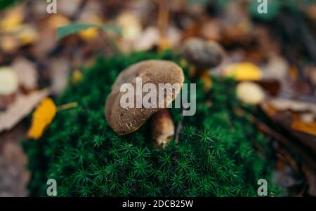 Champignon Xerocomellus chrysenteron dans une forêt automnale colorée avec un arrière-plan flou. Champignons poussant en automne dans les forêts de feuillus et de conifères Banque D'Images