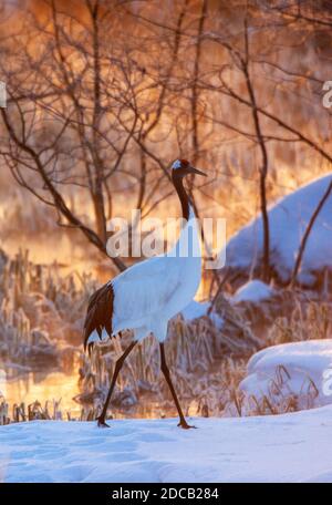 Grue manchurienne, grue à couronne rouge (Grus japonensis), dans la neige le soir, Japon, Hokkaido Banque D'Images