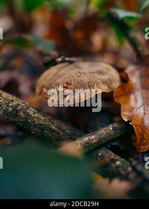 Champignon Xerocomellus chrysenteron dans une forêt automnale colorée avec un arrière-plan flou. Champignons poussant en automne dans les forêts de feuillus et de conifères Banque D'Images