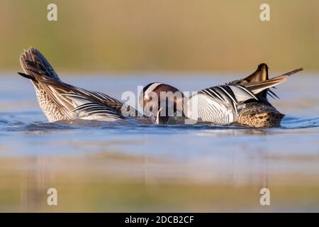 Garganey (Anas querquedula), deux mâles combattant dans un étang, Italie, Campanie Banque D'Images