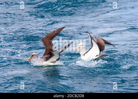 Albatros de Buller du Nord, albatros de Buller, mollymawk de Buller (Thalassarche bulleri platei, Thalassarche platei), Buller du Nord adulte Banque D'Images