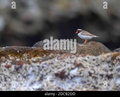 Pluvier à long bec, Tuturuatu (Charadrius novaeseelandiae, Thinornis novaeseelandiae), adulte debout sur la rive, Nouvelle-Zélande, Îles Chatham Banque D'Images