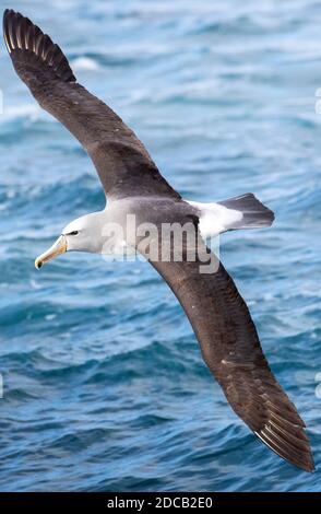 Albatros de Salvin (Thalassarche salvini), en vol au-dessus de l'océan pacifique, Nouvelle-Zélande, îles Chatham Banque D'Images