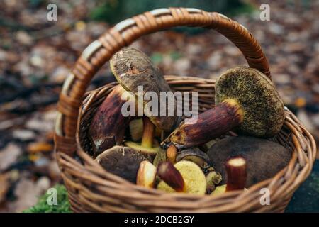 La recherche de champignons dans les bois. Panier, rempli de champignons frais d'automne. Panier de champignons frais de la forêt gros plan. Concept Banque D'Images
