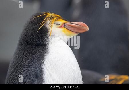 pingouin royal (Eudyptes schlegeli), portrait, rêve, Australie, Tasmanie, Macquarie Island Banque D'Images