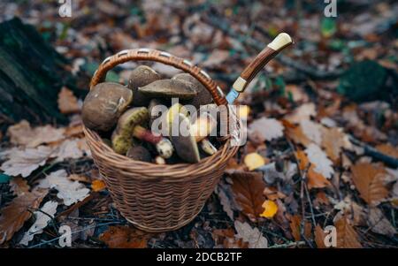 La recherche de champignons dans les bois. Panier, rempli de champignons frais d'automne. Panier de champignons frais de la forêt gros plan. Concept Banque D'Images