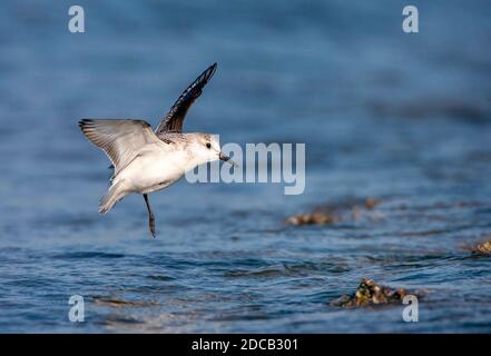 sanderling (Calidris alba), atterrissage en mer du Nord, pays-Bas, Frise, Vlieland Banque D'Images