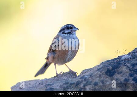 rock Bunting (Emberiza cia), porté adulte pendant l'été, Espagne, Katalonia, Solsona Banque D'Images