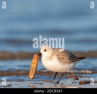 sanderling (Calidris alba), marchant avec une coquille qui a été enchachée à terre dans son bec, pays-Bas, Hollande du Sud Banque D'Images