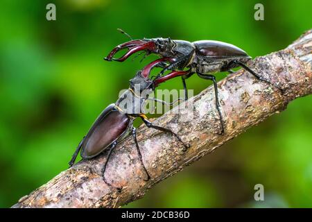 Le dendroctone du cerf, le dendroctone du cerf européen (Lucanus cervus), menace les gestes de deux mâles, Allemagne, Bade-Wurtemberg Banque D'Images