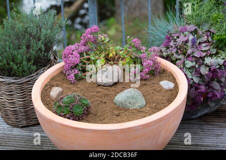 Fabrication d'un mini sandarium pour les abeilles sauvages, mélange de sable, argile et sol, série photo 17/18, Allemagne Banque D'Images