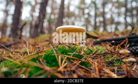 Image en gros plan du champignon de la Grisette (Amanita vaginata) champignons dans la forêt Banque D'Images