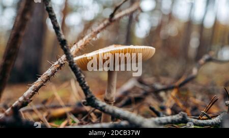 Image en gros plan du champignon de la Grisette (Amanita vaginata) champignons dans la forêt Banque D'Images