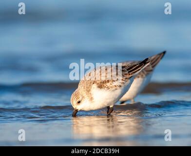 sanderling (Calidris alba), deux sanderlings qui se faussaient dans des eaux peu profondes à la plage de la mer du Nord, pays-Bas, Hollande du Sud Banque D'Images