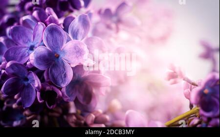 Belles fleurs de lilas violet avec espace vide pour le texte. Photo macro de fleurs de printemps lilas. Fond floral . Banque D'Images