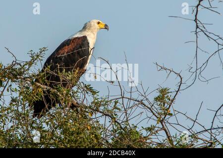 Aigle à poissons africains perché dans un arbre. Banque D'Images