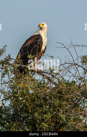 Aigle à poissons africains perché dans un arbre. Banque D'Images