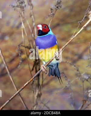 GOULDIAN FINCH CHLOEBIA GOULDIAE, HOMME DEBOUT SUR BRANCHE Banque D'Images